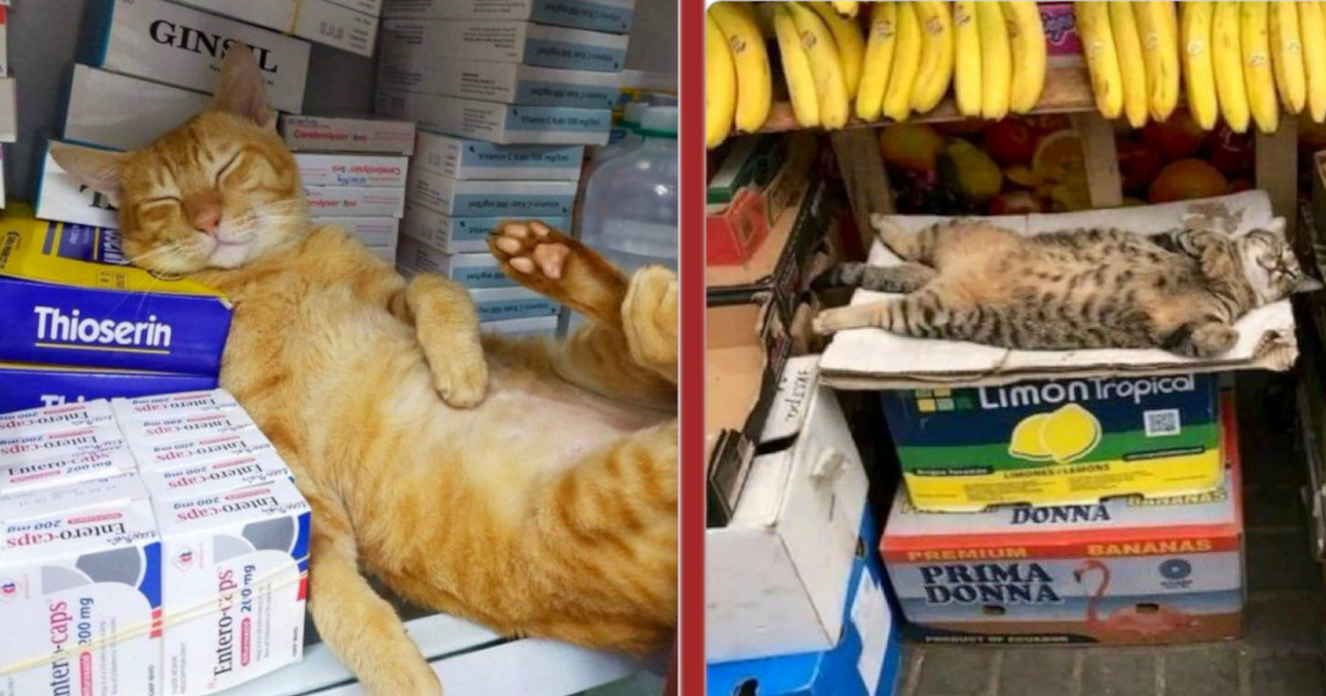 35 preuves que les chats dorment partout et n importe où