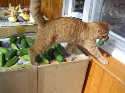 http://static.hitek.fr/img/actualite/cat-cucumber-thief.jpg