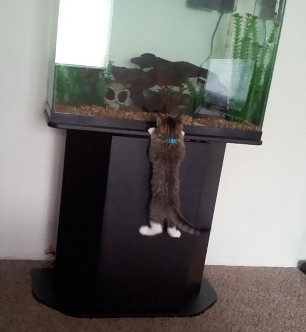 http://static.hitek.fr/img/actualite/cat-thief-funny-animal-pictures-46-605.jpg