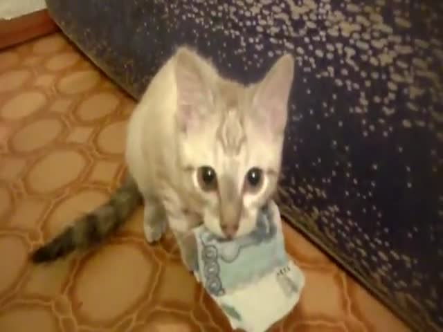 http://static.hitek.fr/img/actualite/cat-thief-has-a-thing-for-cash-400x300-05.jpg