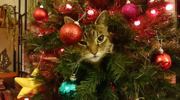 Résultat d’images pour Belles photos chat arbre de Noël