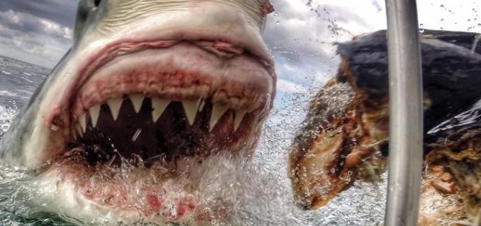 Les images les plus impressionnantes prises avec une GoPro