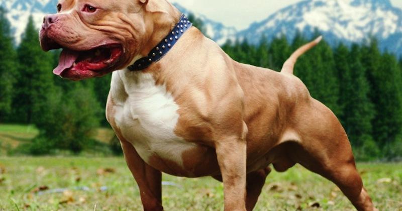 Top 24 Des Photos Qui Prouvent Que Le Pitbull Est Un Animal Tres Dangereux