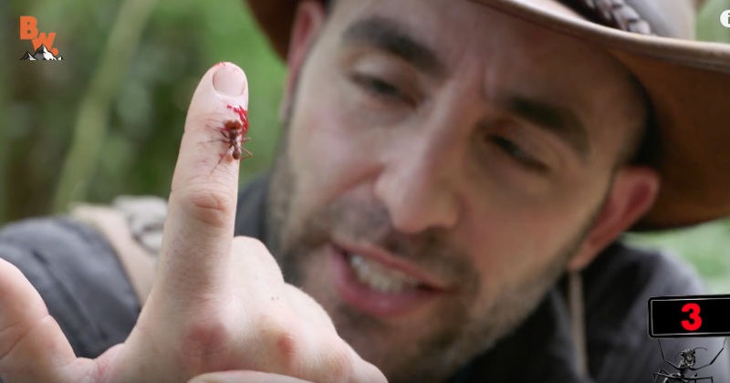 Une fourmi coupe-feuille lui découpe le doigt !