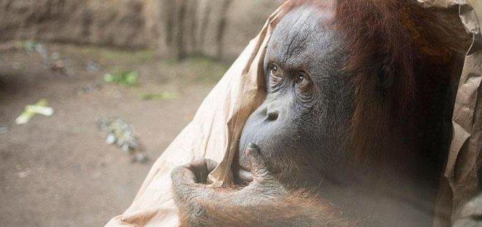 Scott Brauer photographie les horribles conditions de vie des animaux dans les zoos chinois