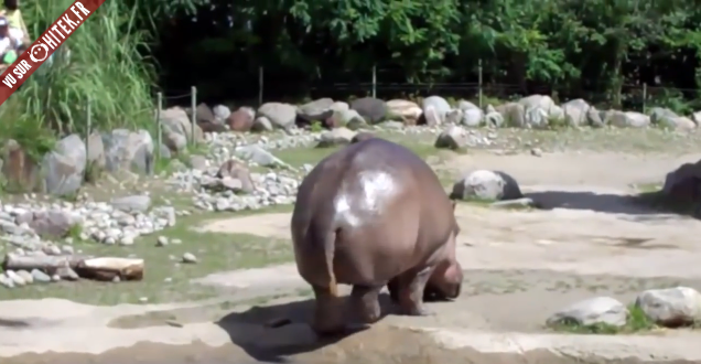 WTF : un hippopotame bat le record du plus gros pet du monde !