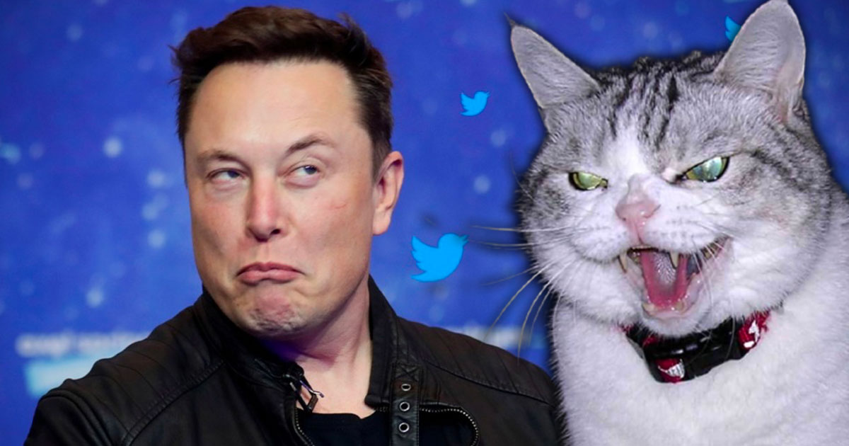 Elon Musk dejected by cats - The Courier