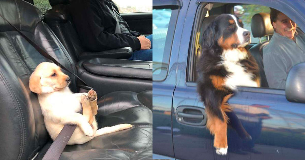 40 photos qui prouvent que les chiens s'éclatent en voiture