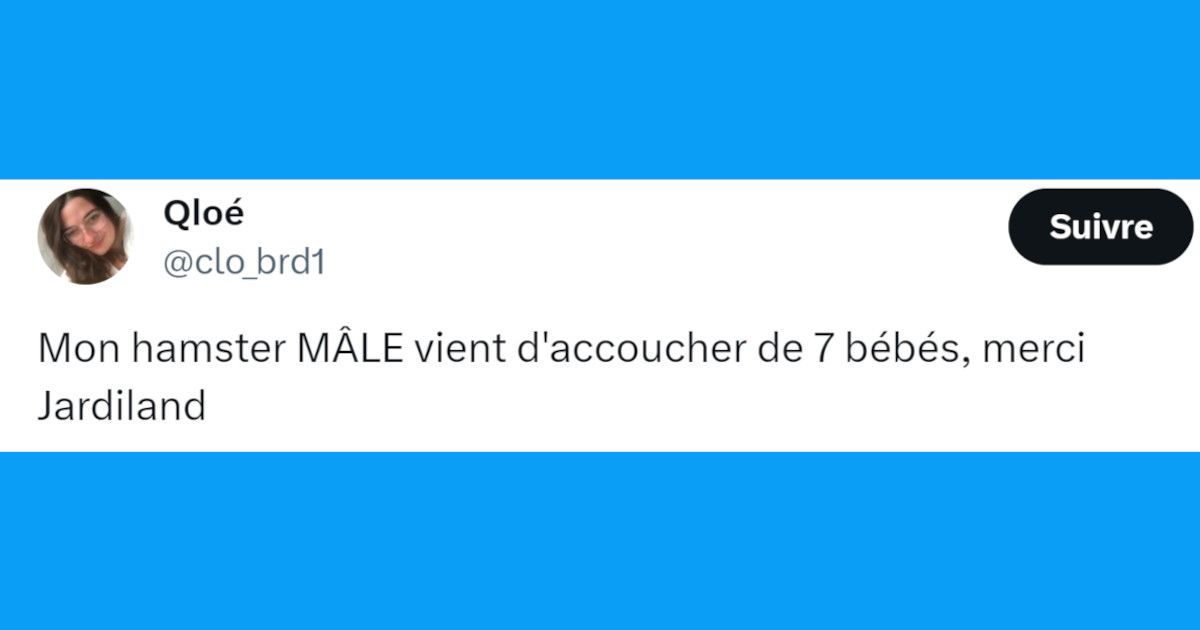 Top 20 des tweets les plus drôles sur les hamsters, trop mignons