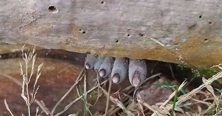 Cette espèce de champignon ressemble à des doigts de zombies