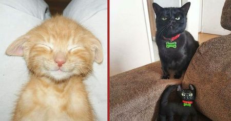 Les 25 meilleures photos de chats d'Internet