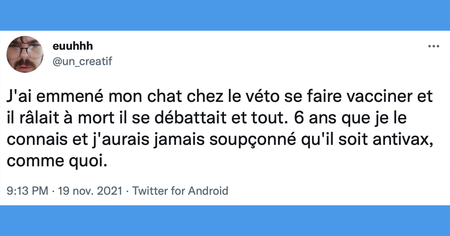 Top 35 des tweets les plus drôles sur les chats, les boules de poils qui font la loi