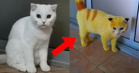 Ce chat s'est transformé en Pikachu malgré lui (14 photos)