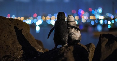 Ce photographe immortalise deux pingouins s'enlaçant et contemplant la skyline de Melbourne