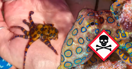 Australie : elle pose avec l'une des créatures les plus dangereuses au monde et risque la mort (vidéo)