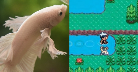 Pokémon : un poisson découvre un bug dans Pokémon Saphir, 18 ans après la sortie du jeu