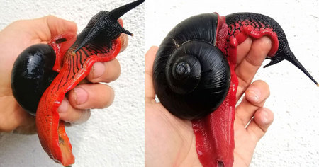 Cet escargot qui ressemble à Dark Maul se trouve uniquement en Malaisie (photos)