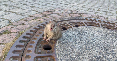 WTF : un rat coincé dans une plaque d'égout devient la nouvelle coqueluche des internautes