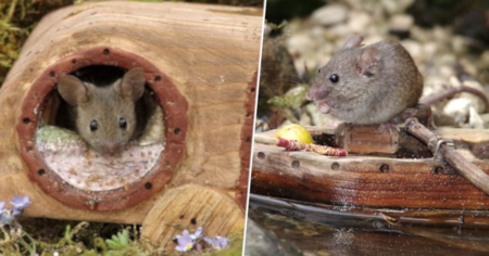 Le Seigneur des Anneaux : il recrée l'univers en miniature pour sa petite souris