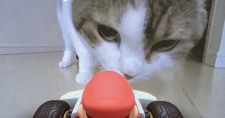 Mario Kart Live Home Circuit : le jeu à peine sorti, les chats détruisent déjà tout sur leur passage