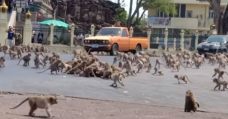 La Planète des Singes IRL : quand deux bandes de singes rivales s'affrontent à cause du Coronavirus (vidéo)