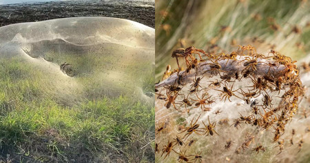 Australie : cette région est complètement recouverte de toiles d'araignées et c'est terrifiant