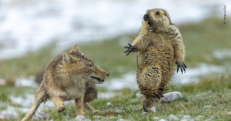 Le règne animal sublimé en photos par le 