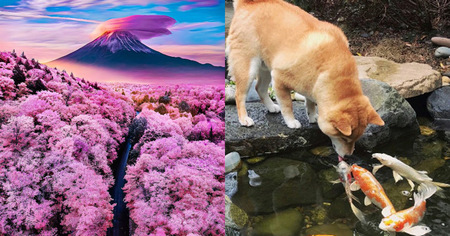 22 photos qui prouvent que le japon n'est pas un pays comme les autres (partie 4)