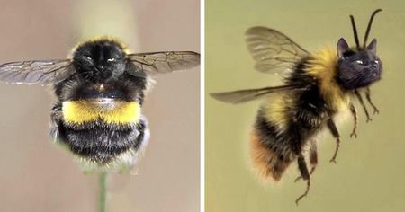 Des internautes s'amusent à photoshoper le visage de leurs chats sur des abeilles