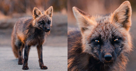 Ce photographe a gagné la confiance de ces renards rares afin de pouvoir les photographier (20 photos)