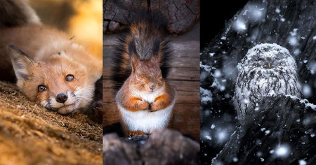 Ce photographe prouve que les forêts finlandaises sont magiques