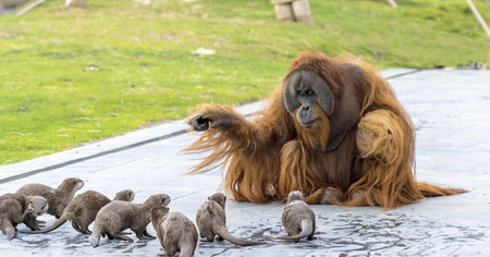 Une famille d'orangs-outans se lie d'amitié avec un groupe de loutres, l'instant mignon