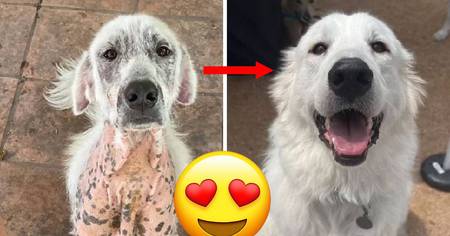 Ces 50 photos de chiens avant/après adoption vont vous faire fondre le coeur