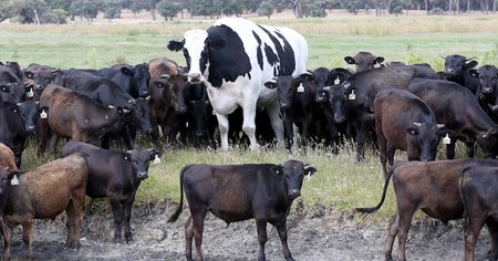 Trop grosse pour passer dans les machines industrielles, cette vache va finalement pouvoir couler des jours heureux