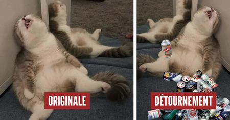 Photoshop Battle : ce chat qui semble en pleine cuite déchaîne les internautes