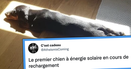 Top 20 des tweets les plus drôles sur les chiens, nos plus fidèles compagnons