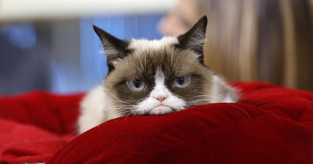 Grumpy Cat est mort !