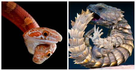 22 sublimes photos de reptiles par Matthijs Kuijpers