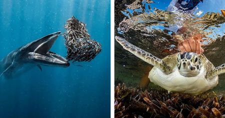 Ocean Photographer of the Year : découvrez les lauréats et finalistes de l'édition 2024