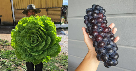 43 fruits et légumes au format démesuré