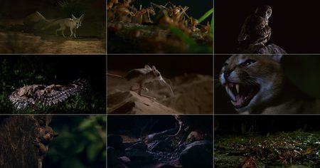 National Geographic et les créateurs de The Walking Dead se mettent aux documentaires animaliers horrifiques