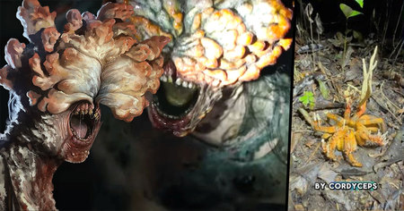 Cette araignée infectée par un champignon zombie affole la toile