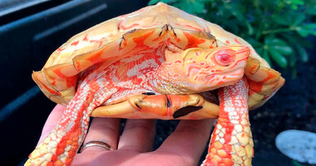 Non, ce ne sont pas des dragons, mais bien des tortues albinos !