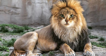 Si tous les animaux avaient une tête de chat, ils ressembleraient à ça !