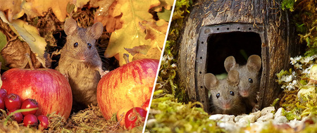 Ce britannique a construit un véritable petit village pour les souris de son jardin