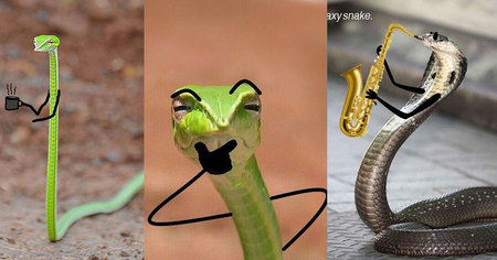 Les serpents c'est beaucoup plus drôles avec des bras (30 images hilarantes)