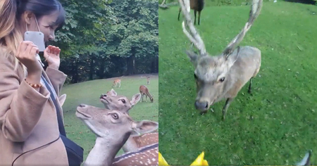 Twitch : une streameuse dépouillée en direct par un cerf affamé