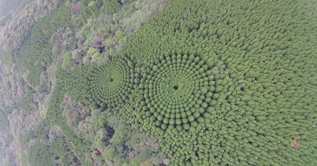 Japon : une expérience scientifique débutée il y a 50 ans s'est soldée par l'apparition de sublimes crop circles en forêt