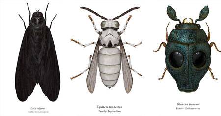 Quand les personnages de Star Wars se transforment en insectes