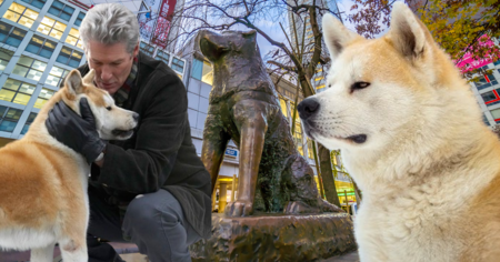 Japon : cette commémoration pour Hachiko va émouvoir les fans d'akita